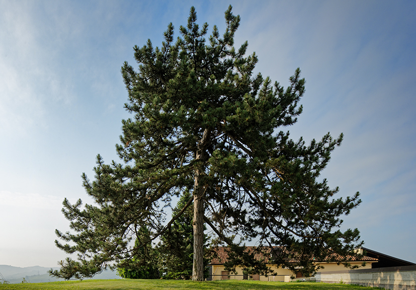 Cantinetta vino Wine Tree